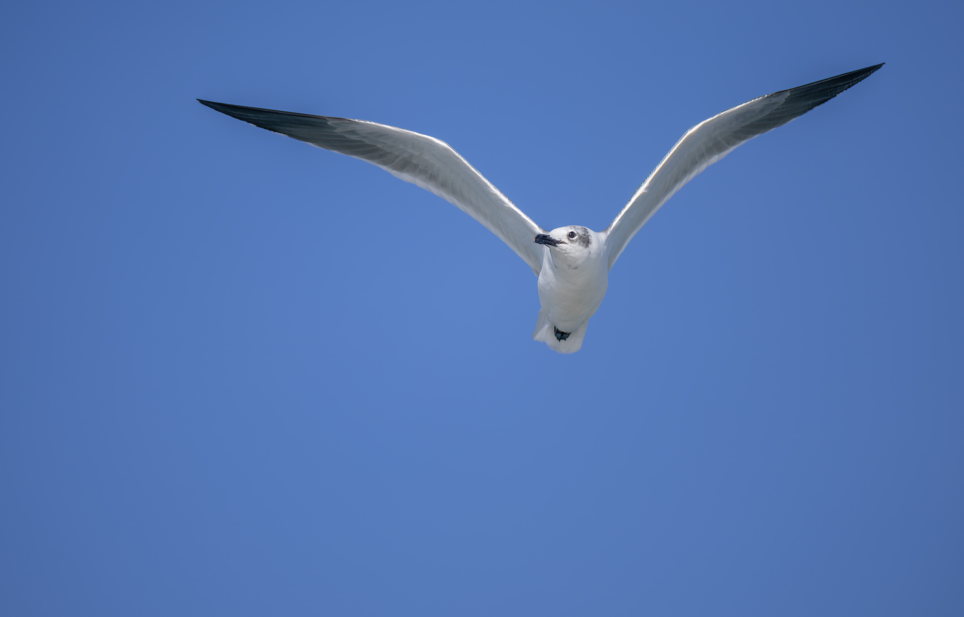 Sotvingad mås, Laughing gull, Leucophaeus atricilla, Florida