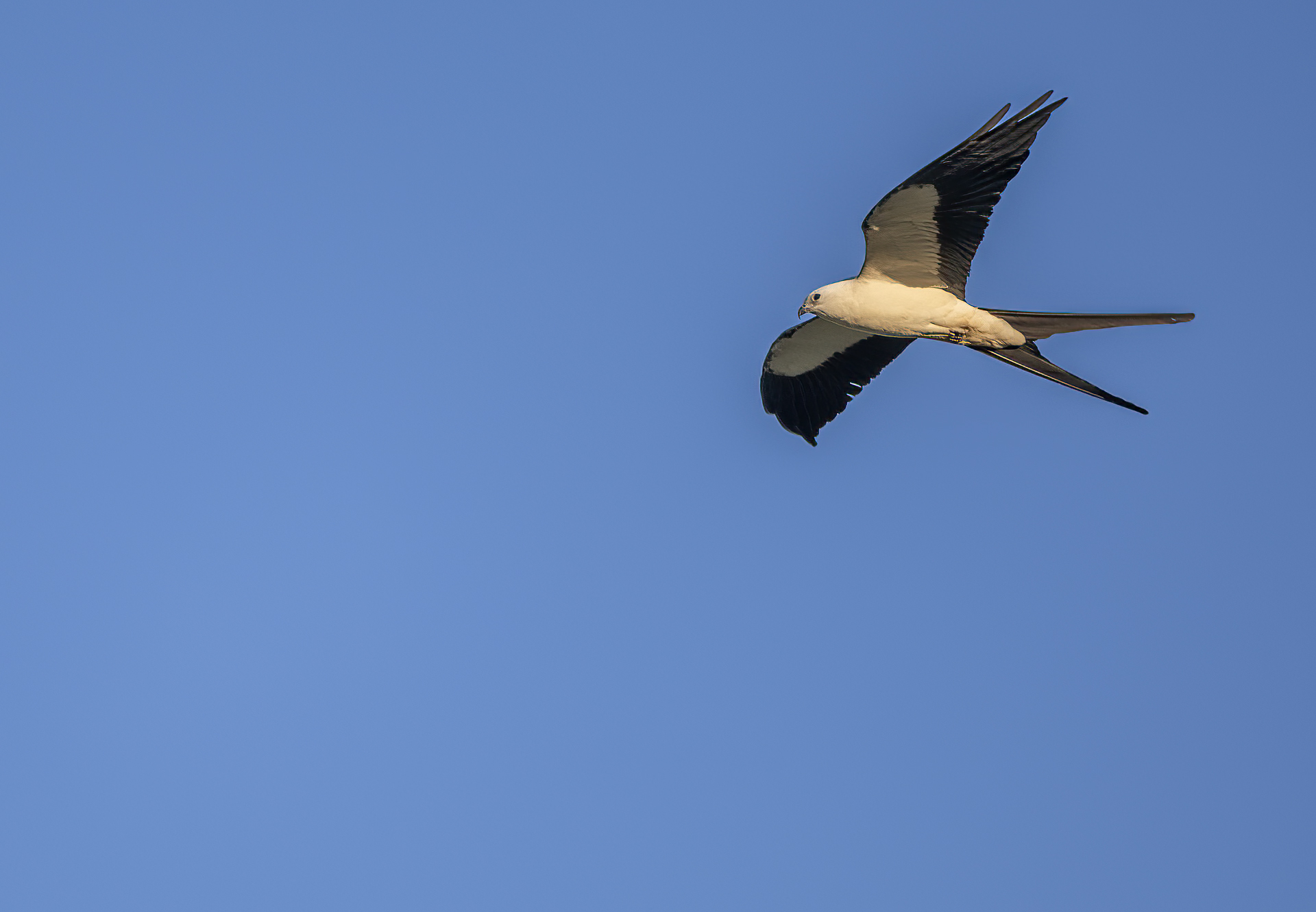 Svalstjärtsglada Swallow-tailed kite Florida Everglade