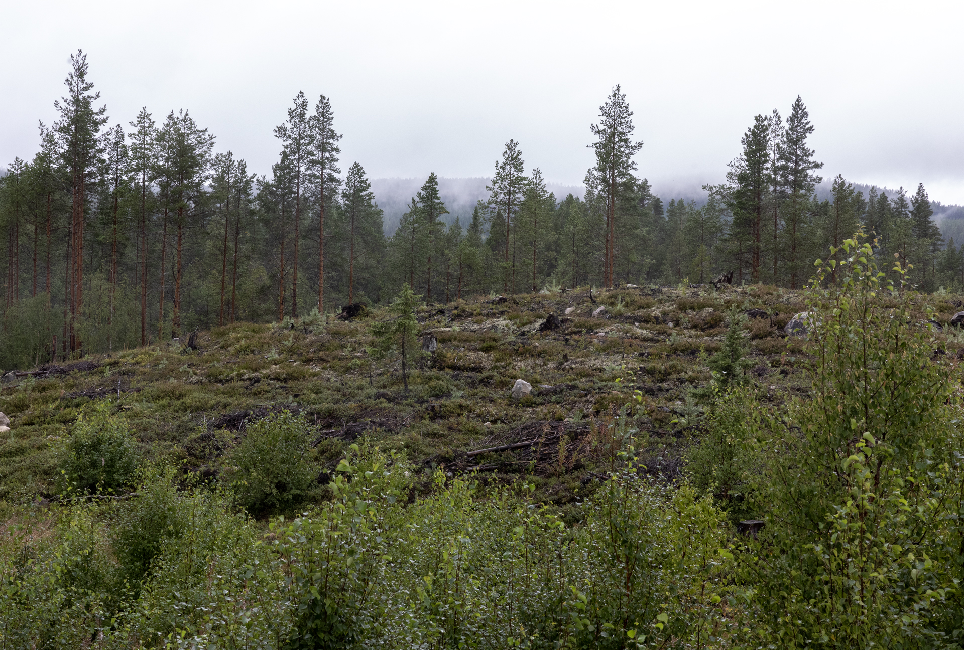 Skog, Skogsbruk, Tallskog, mo