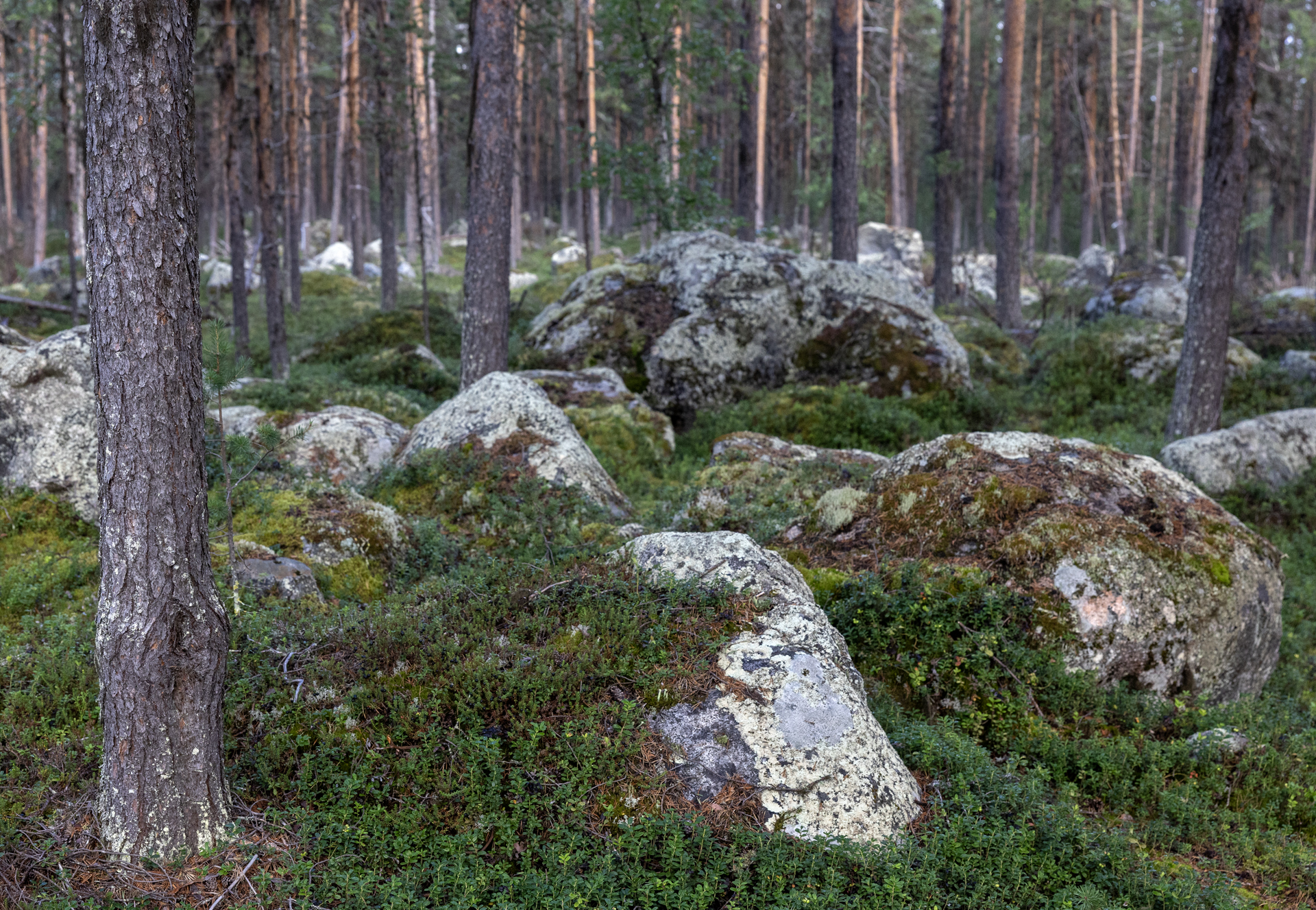 Skog, Skogsbruk, Tallskog, mo