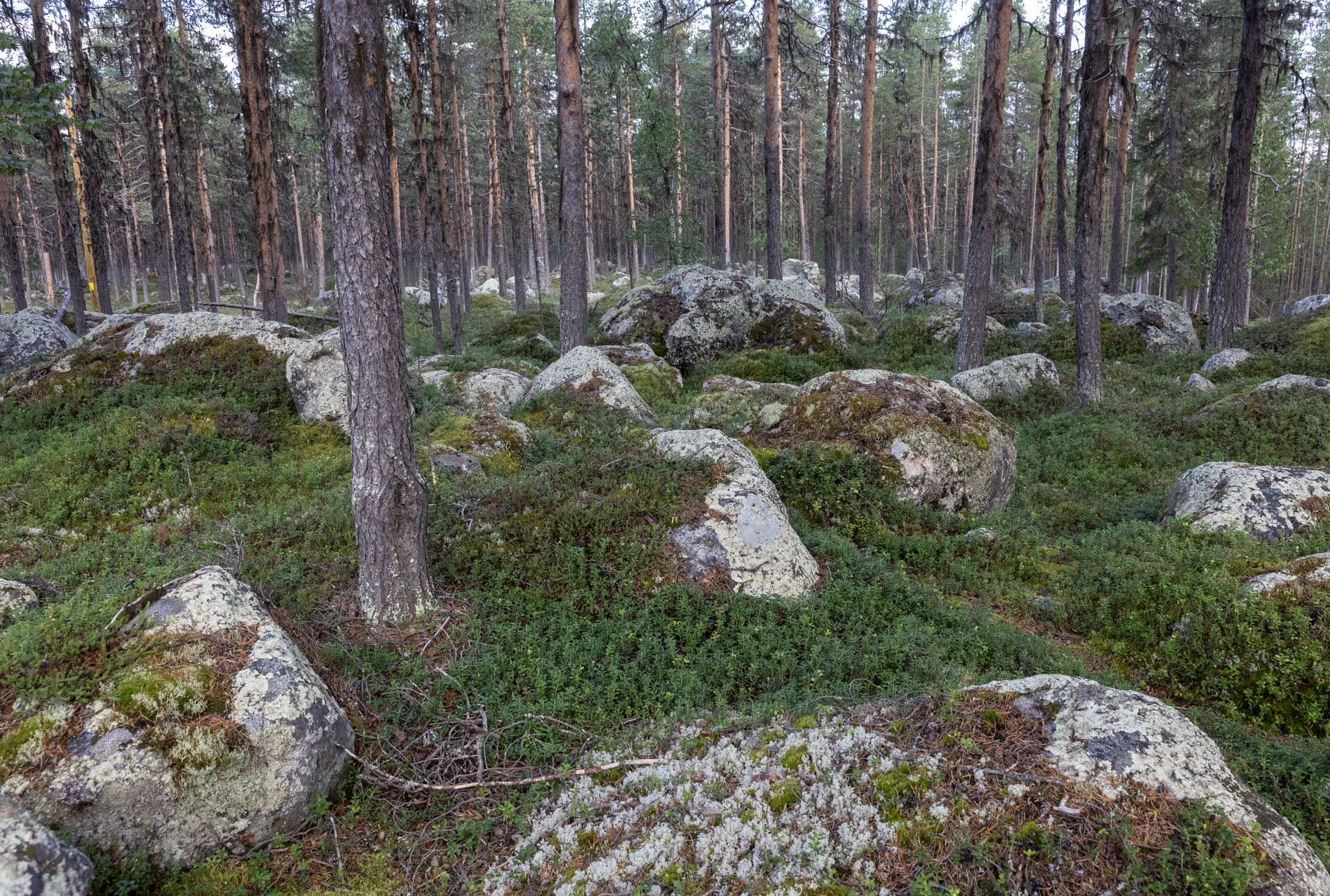 Skog, Skogsbruk, Tallskog, mo