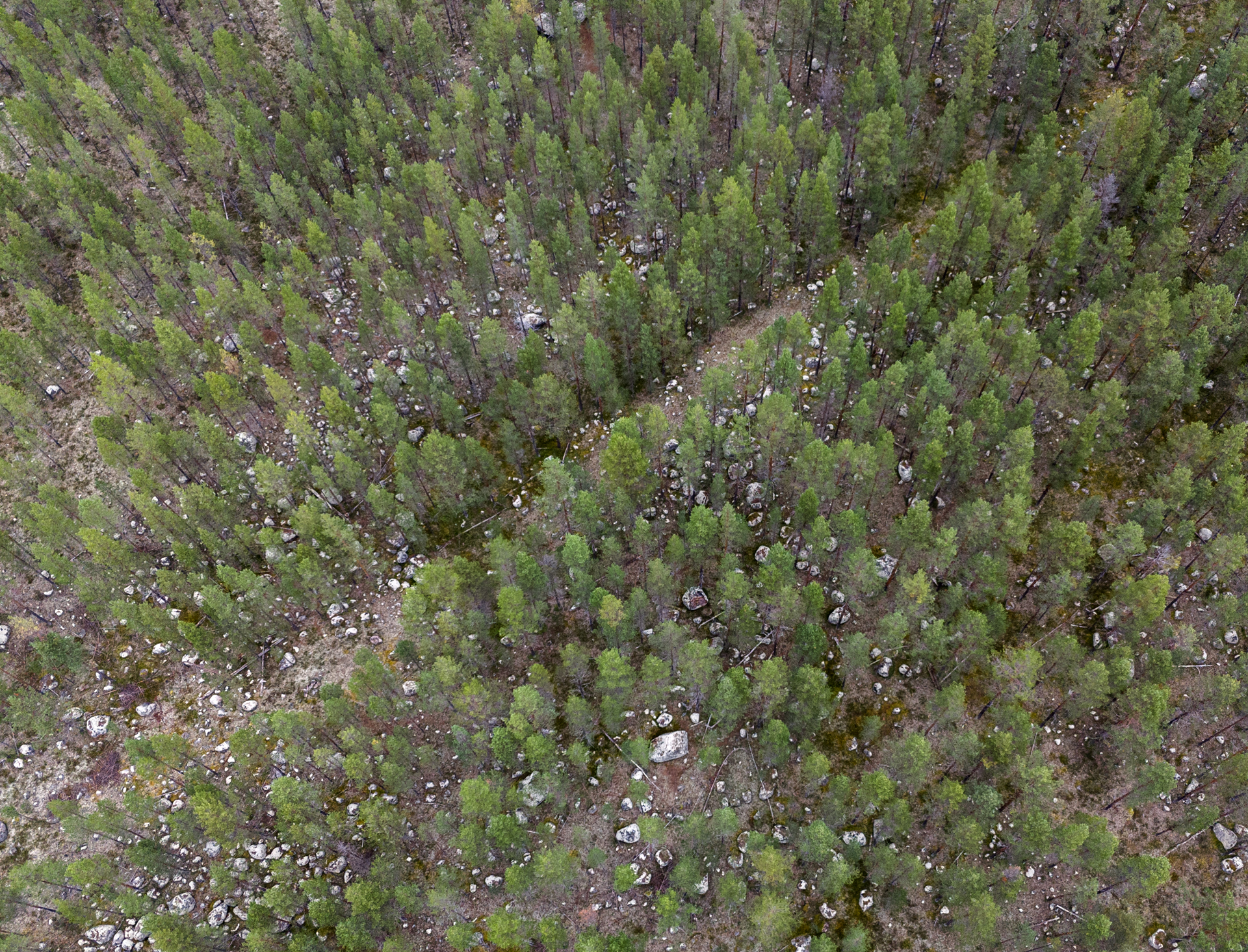 Skog, Skogsbruk, Tallskog, mo