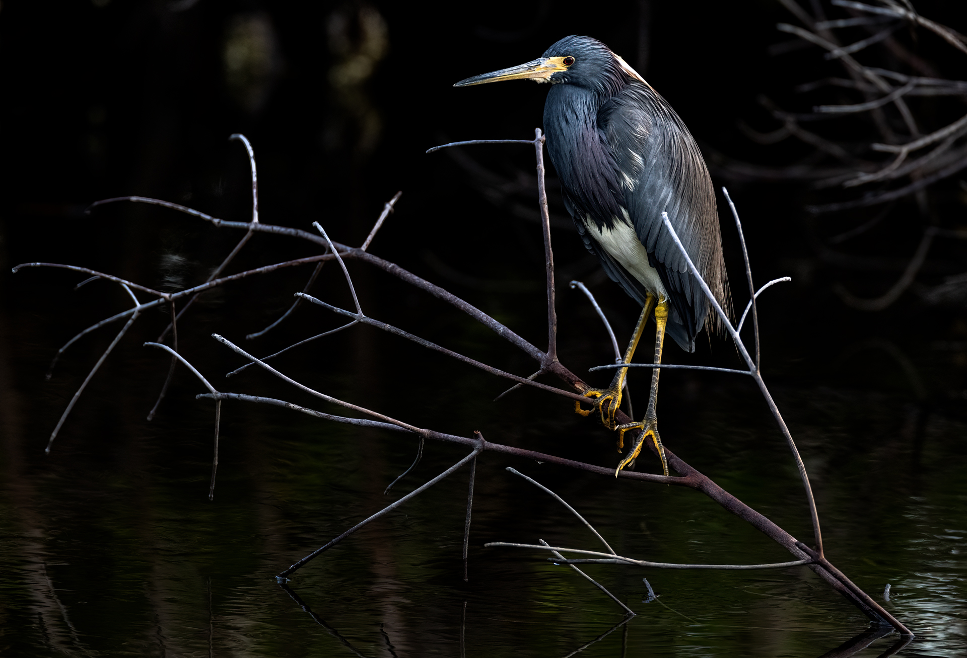 Trefärgad häger, Tricolored heron, Florida