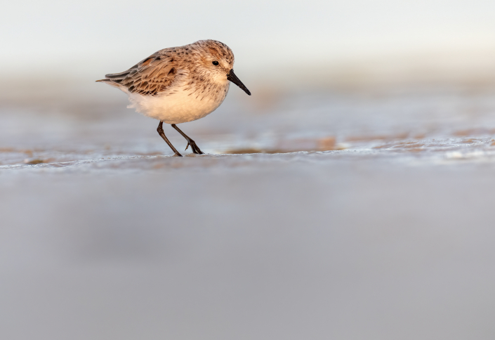 Tundrasnäppa, Western sandpiper, Florida