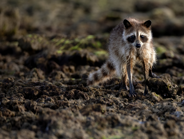 Tvättbjörn Raccoon Everglades Florida Procyon lotor