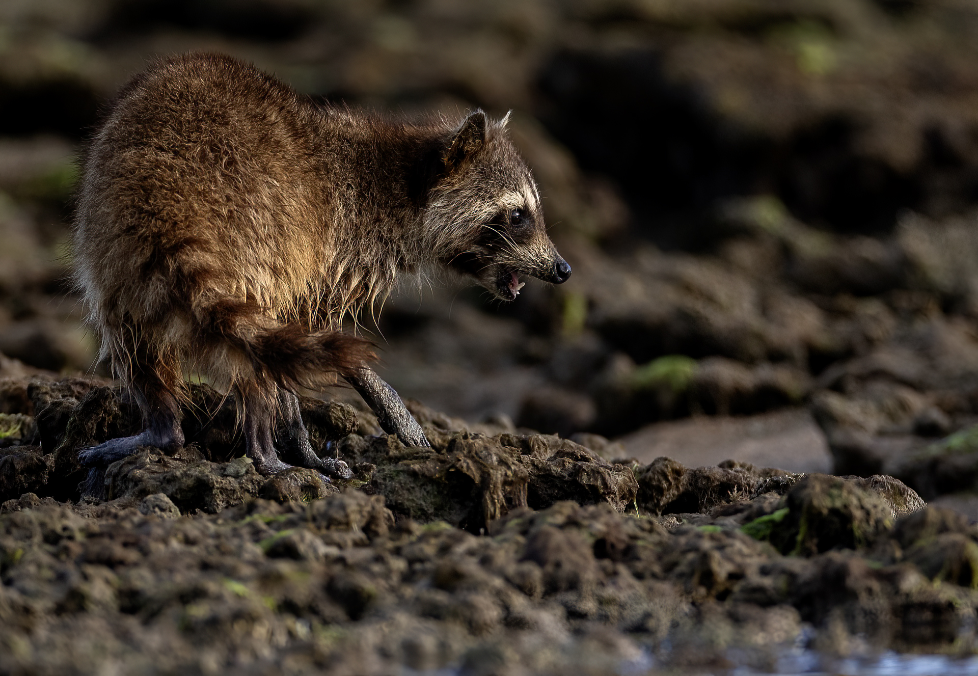 Tvättbjörn Raccoon Everglades Florida Procyon lotor