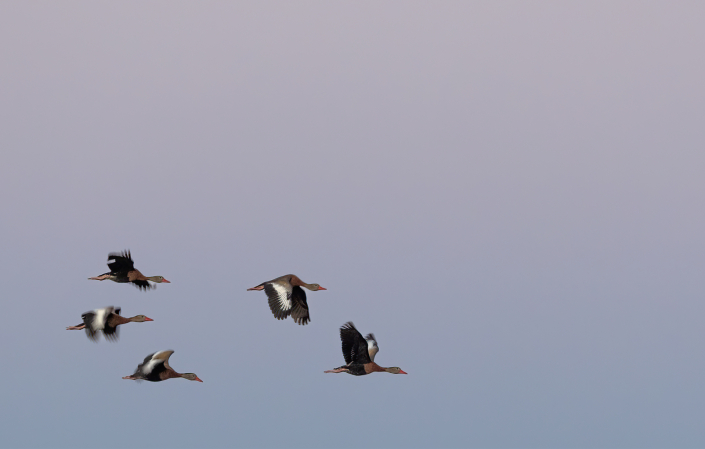 Svartbukig visseland Dendrocygna autumnalis Black-bellied Whistling-Duck