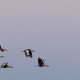 Svartbukig visseland Dendrocygna autumnalis Black-bellied Whistling-Duck
