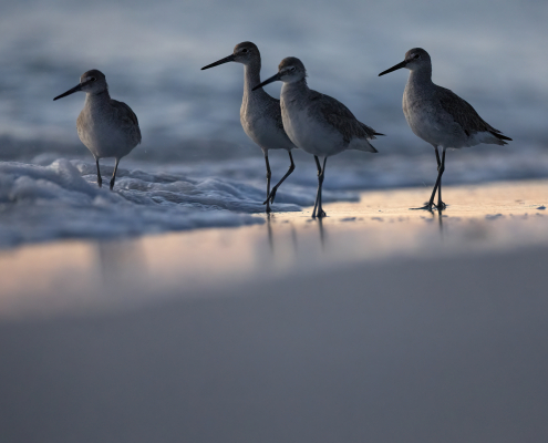 Willet, Tringa semipalmata, Florida