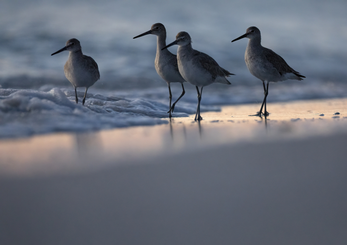 Willet, Tringa semipalmata, Florida