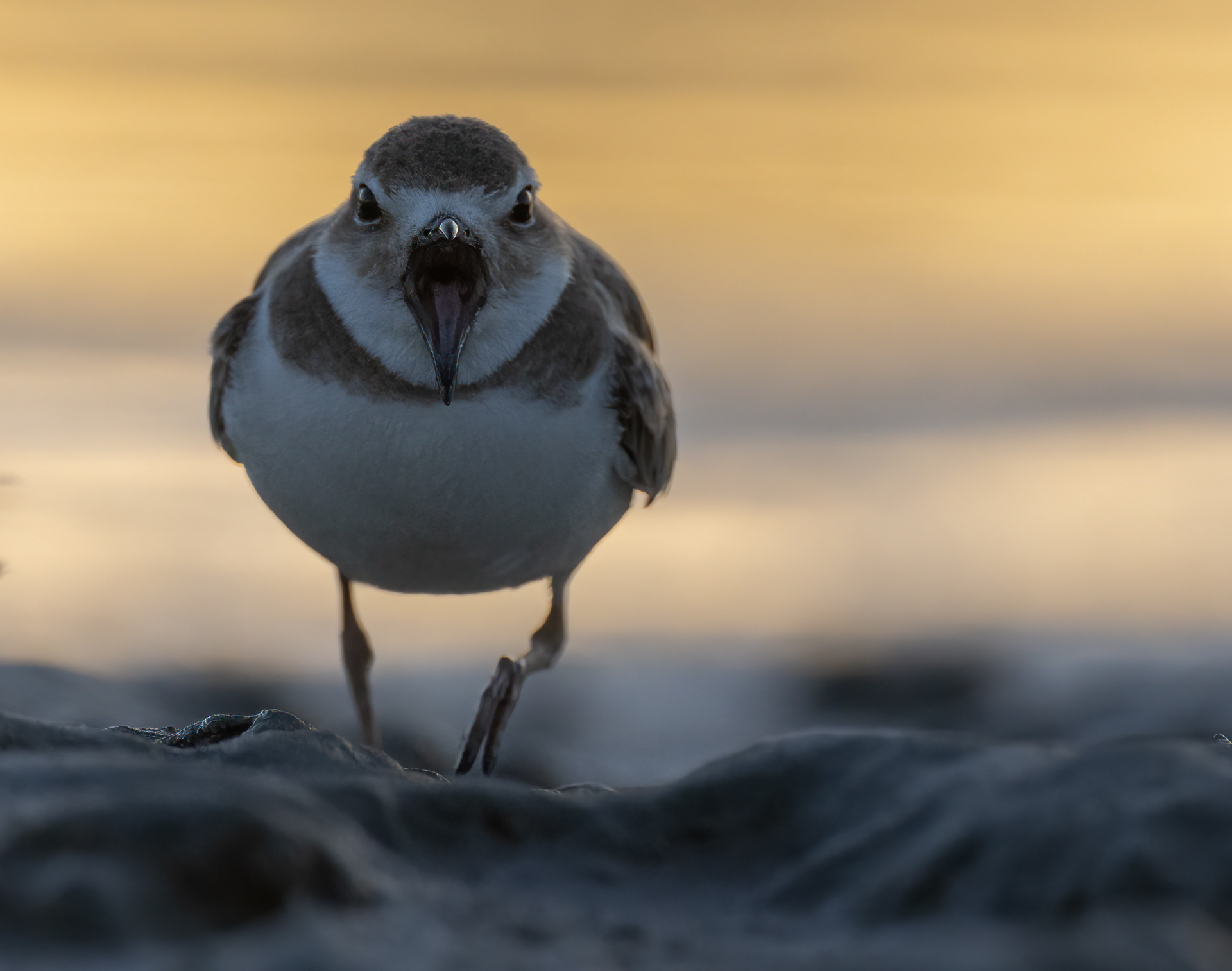 Tjocknäbbad strandpipare, Wilson plover, Florida