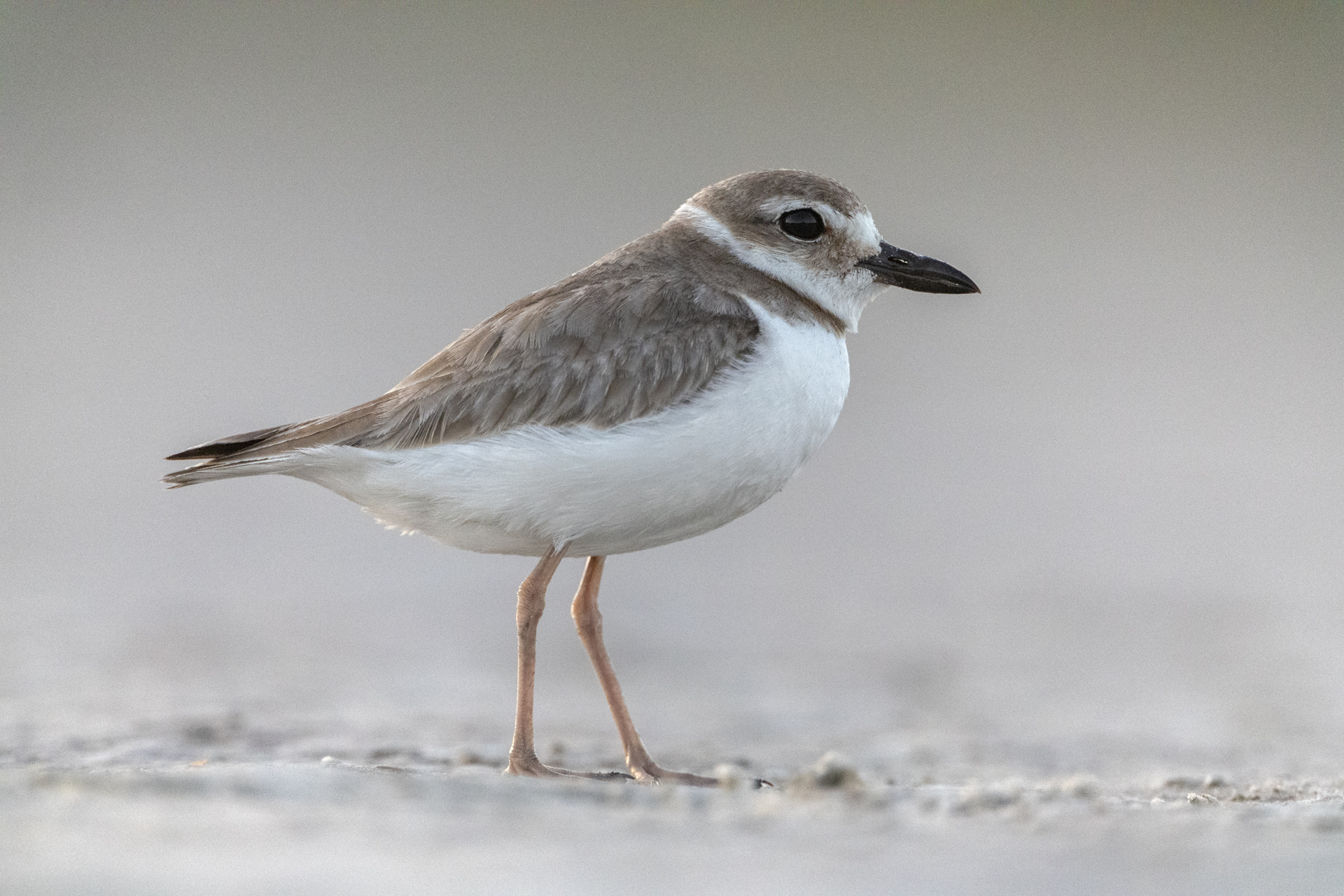 Tjocknäbbad strandpipare, Wilson plover, Florida