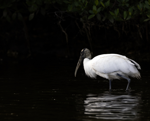 Ameriansk ibisstork Wood stork