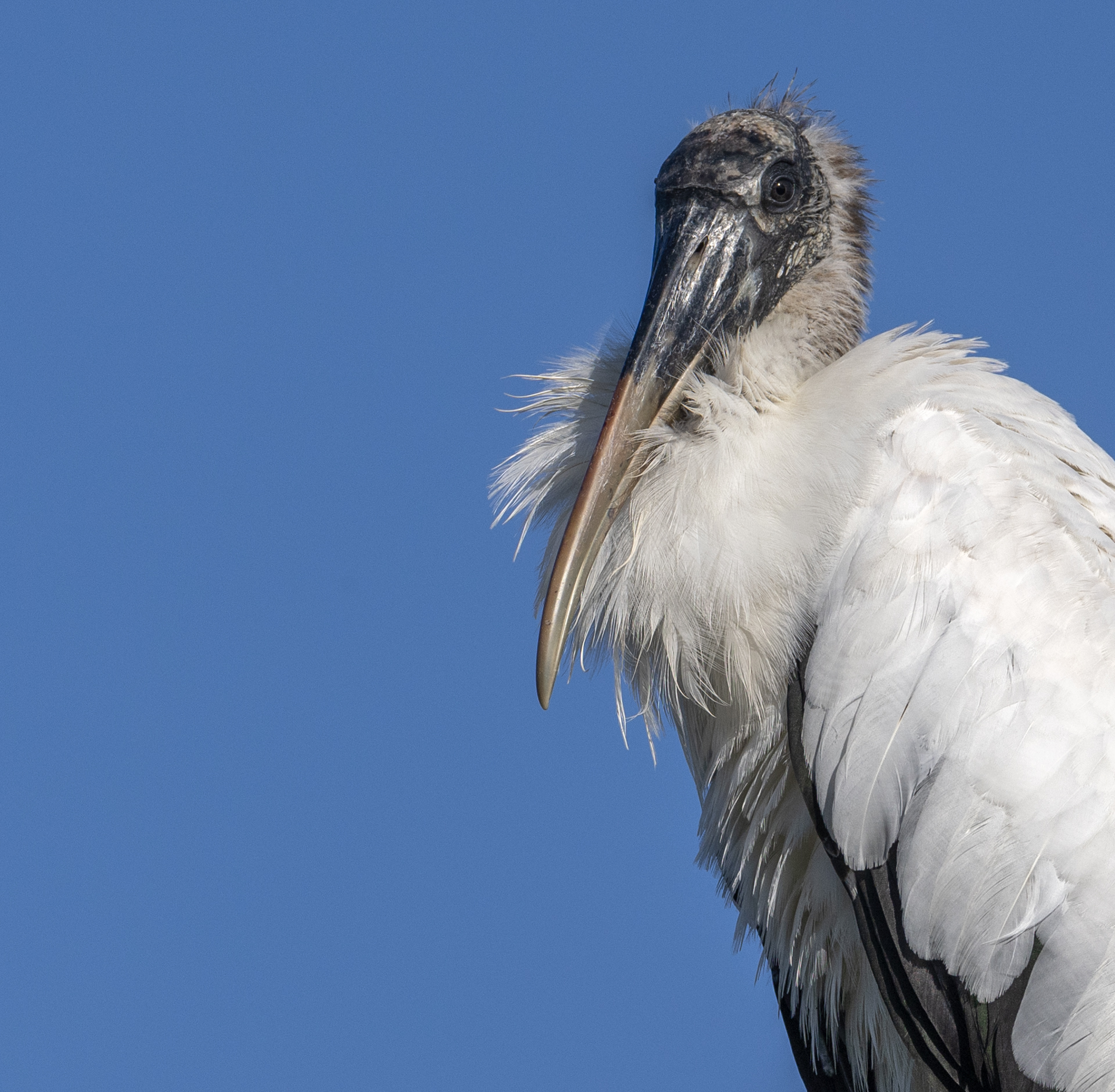 Ameriansk ibisstork Wood stork