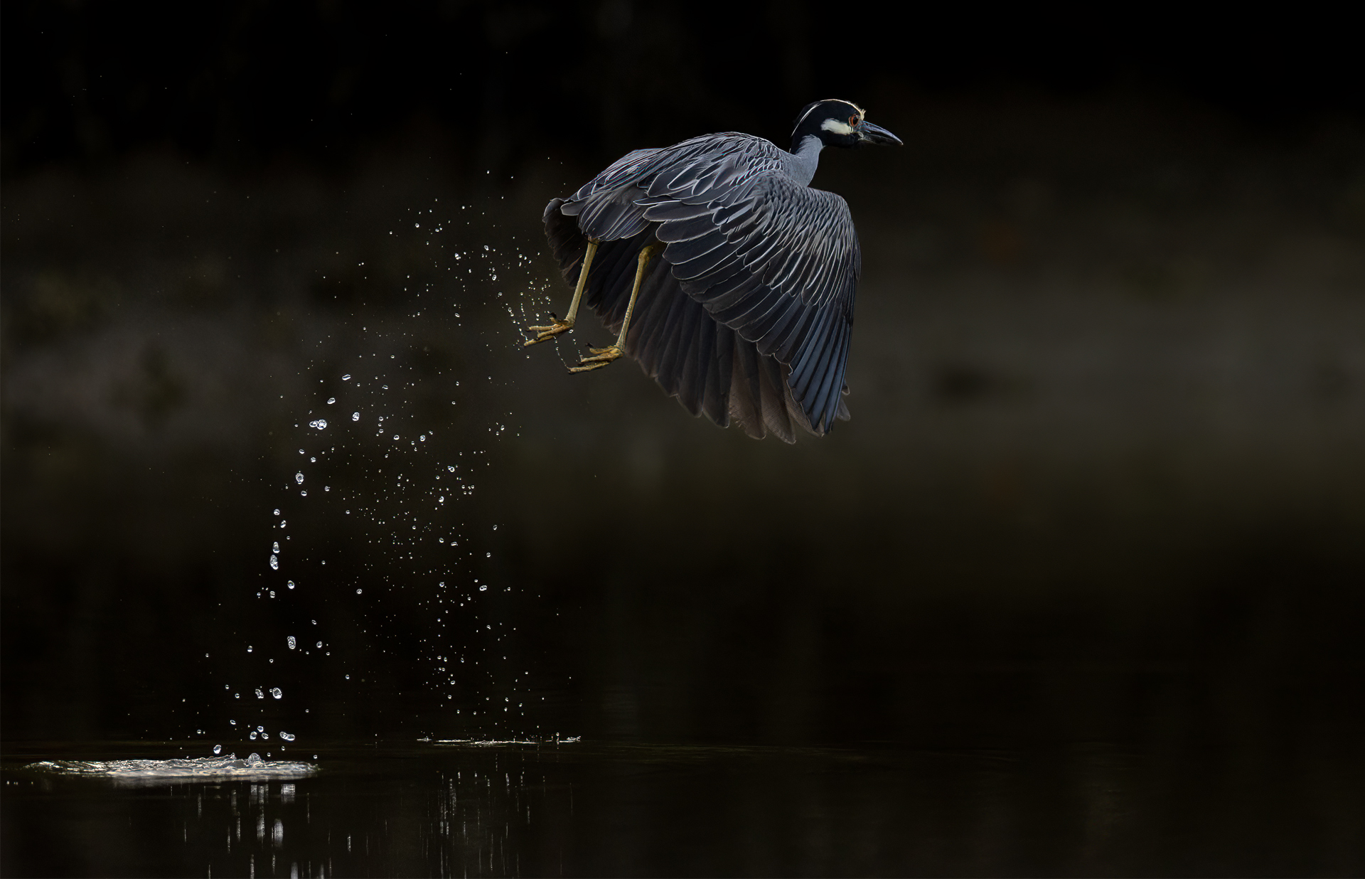 Gulkronad natthäger, Nyctanassa violacea, Yellow crowned Night heron