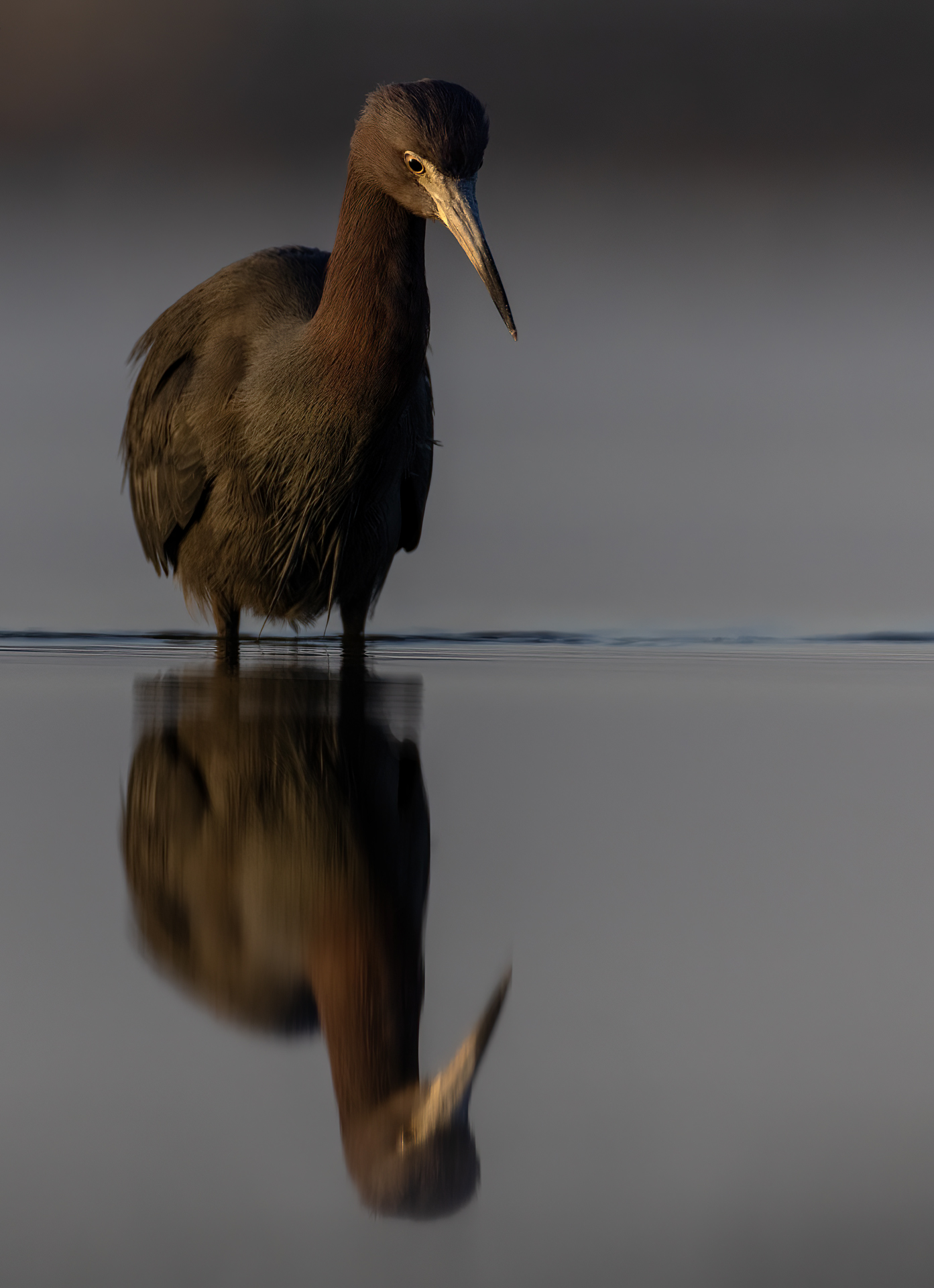 Blåhäger, Little blue heron, Florida