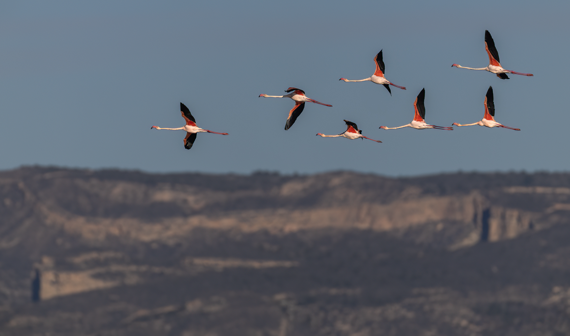 Större flamingo, Spanien