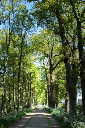 Nicole Rijkers fotografie Hoevelaken bos (2)