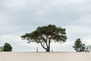 Nicole Rijkers fotografie Lange duinen Soest (7)