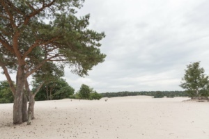 Nicole Rijkers fotografie Lange duinen Soest (8)