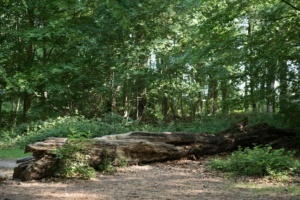 Nicole Rijkers fotografie Park Schothorst Amersfoort (25)