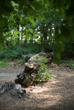 Nicole Rijkers fotografie Park Schothorst Amersfoort (26)