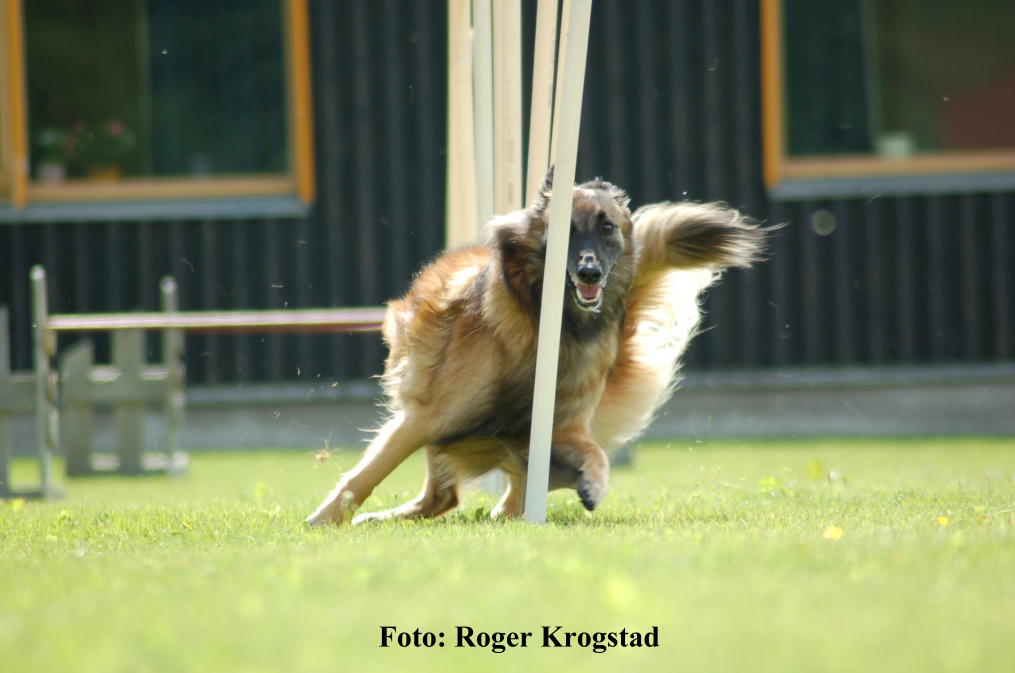 Foreløpige startlister agility