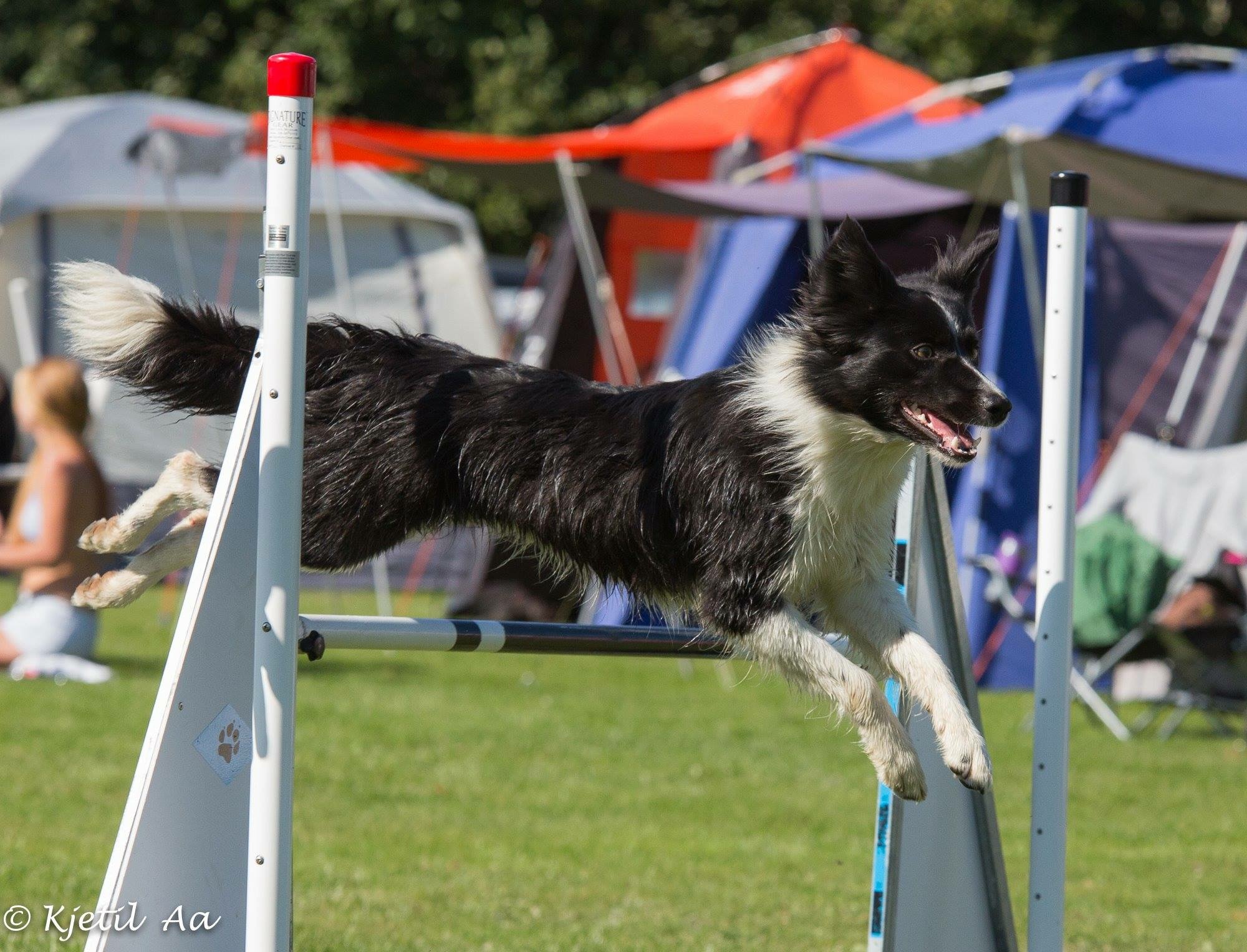 Klubbmesterskap i Agility