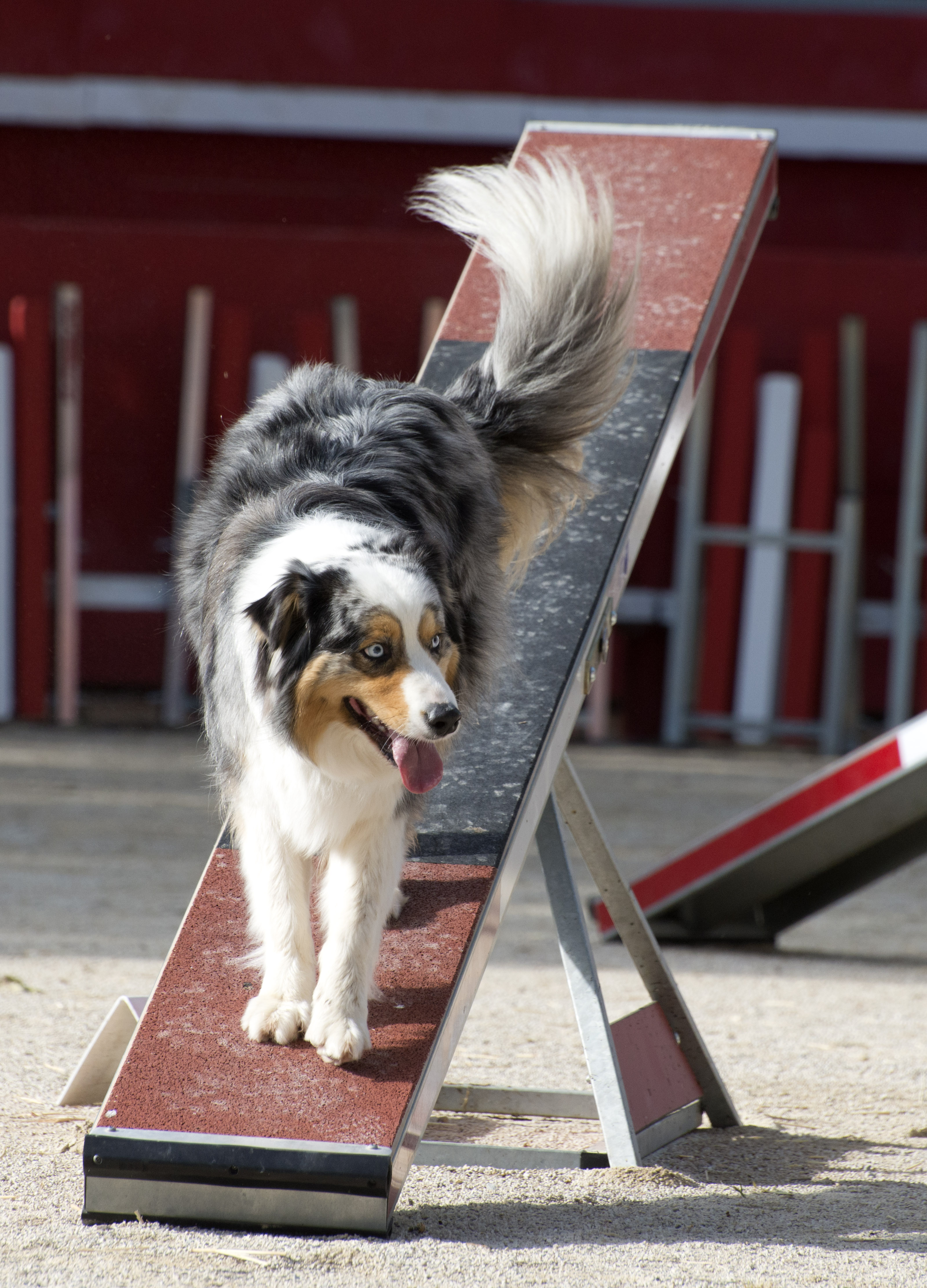 Påmelding til vinterens treningsgrupper i agility (for klubbens medlemmer) – Påmelding avsluttet!