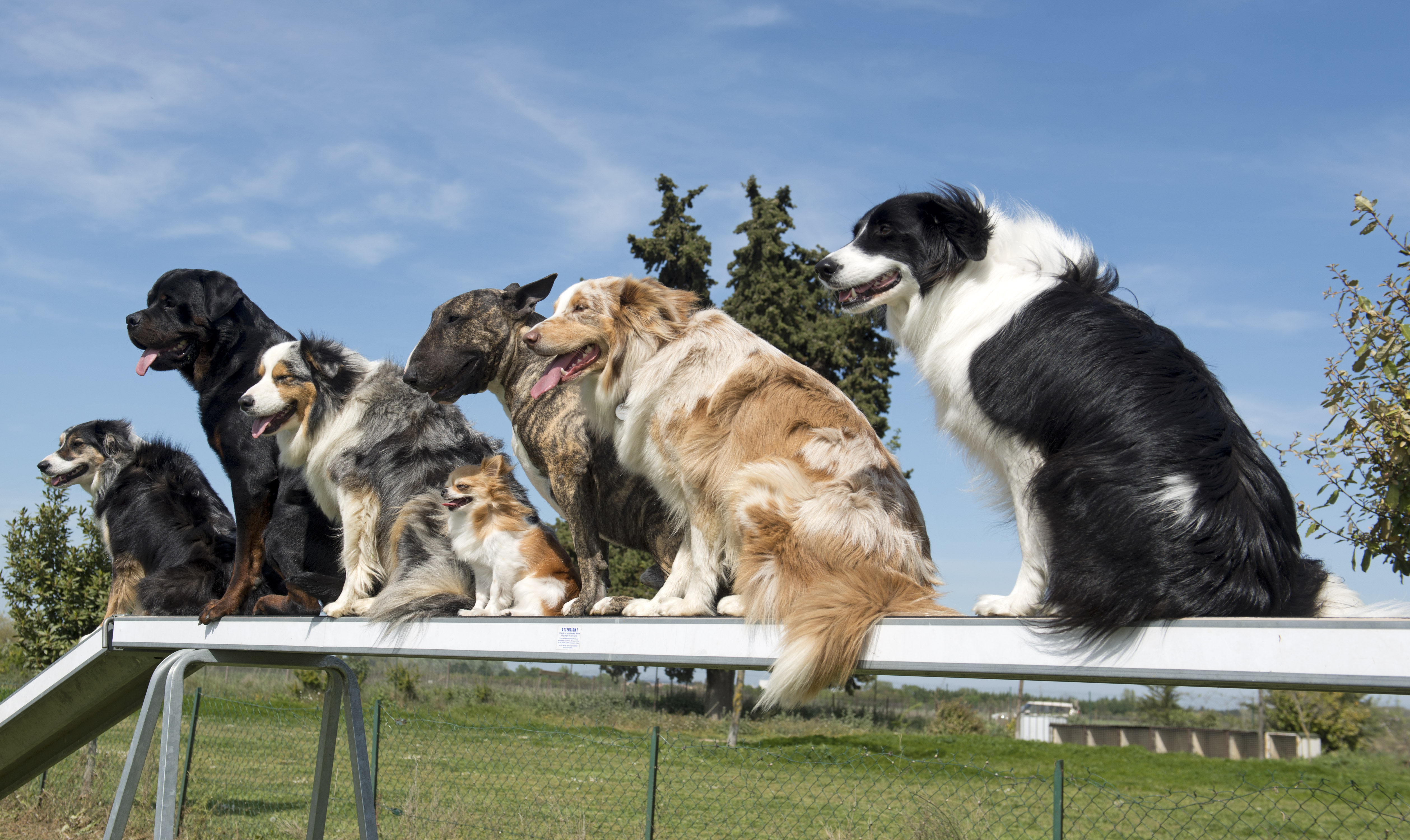 Påmelding til treningsgrupper i agility for utesesongen 2019.