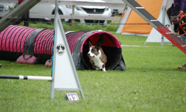 Septemberstevnet i Agility 11. – 12. september 2021