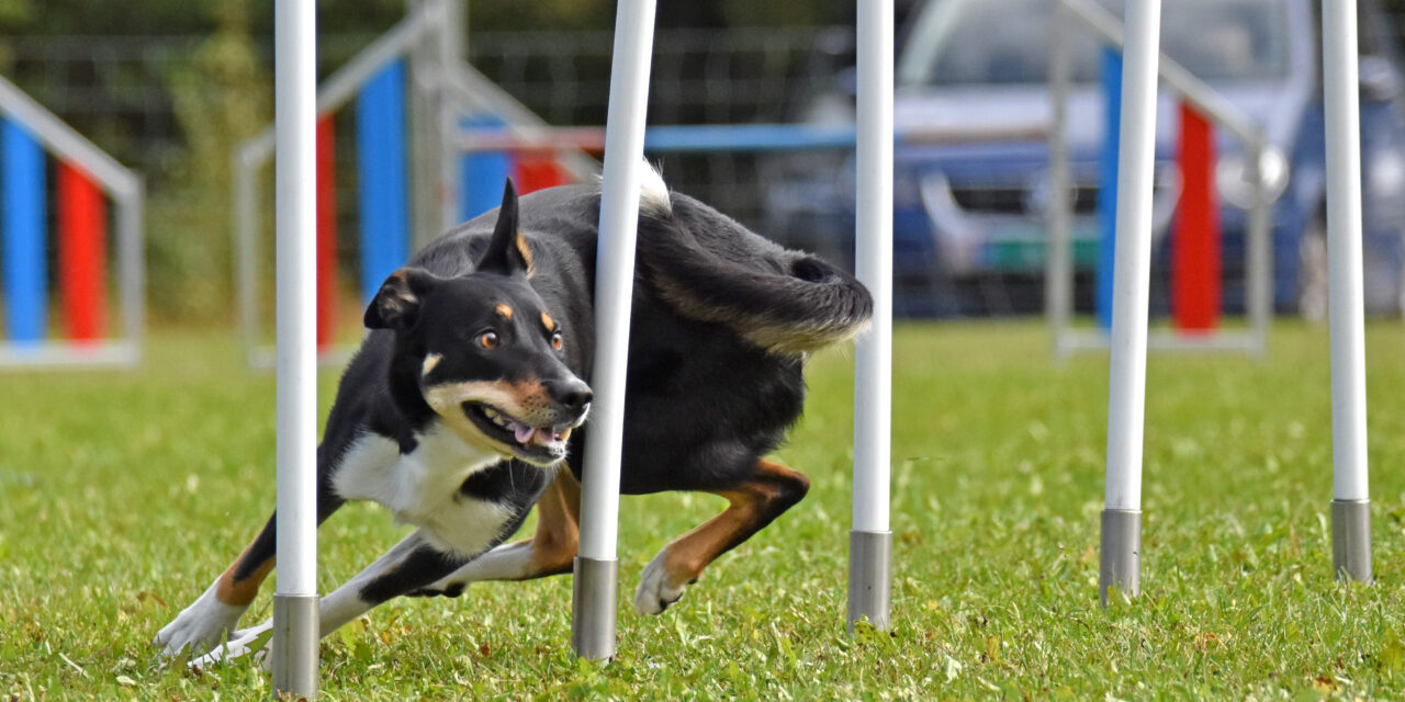 Påmelding sommerteninger agility 2023