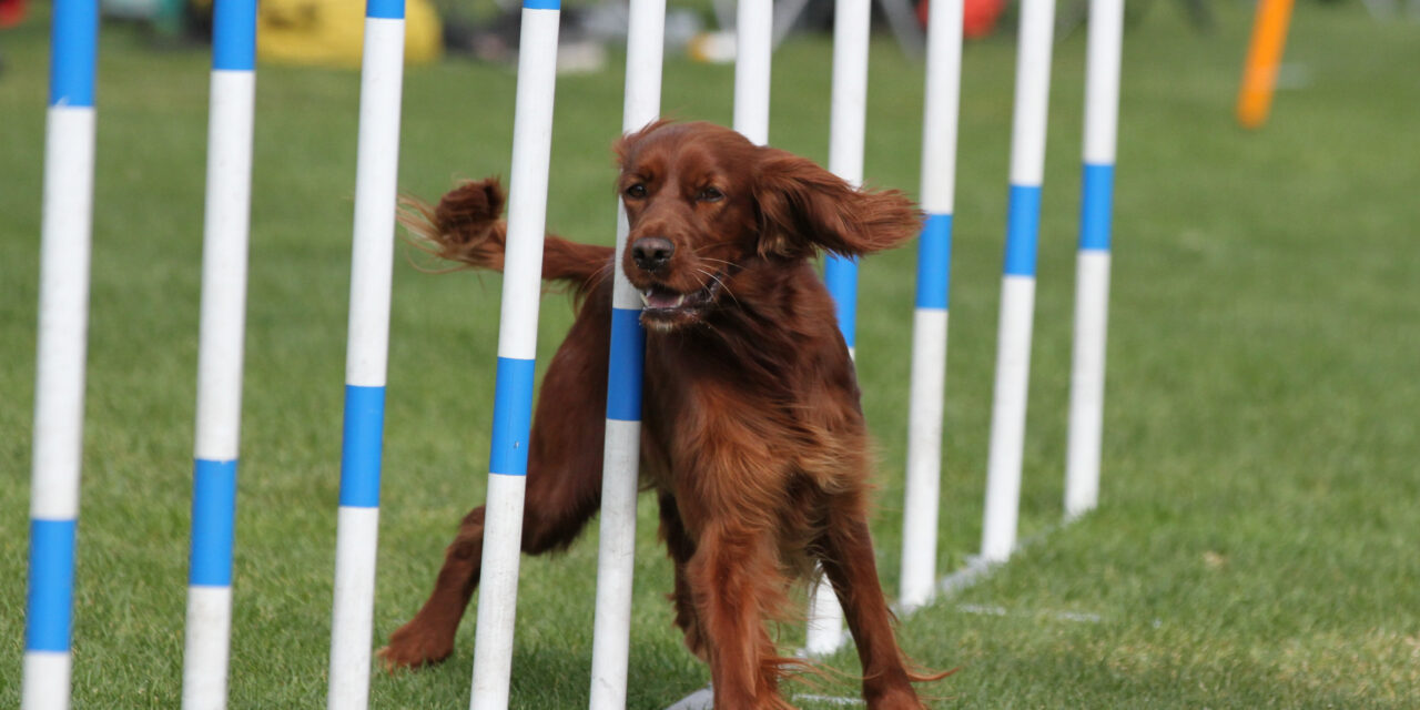 Klubbmesterskap agility 2023