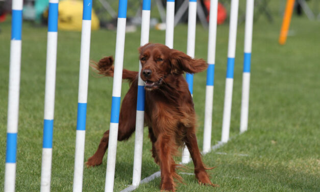 Klubbmesterskap agility 2023