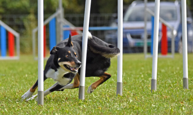 Påmelding sommerteninger agility 2023