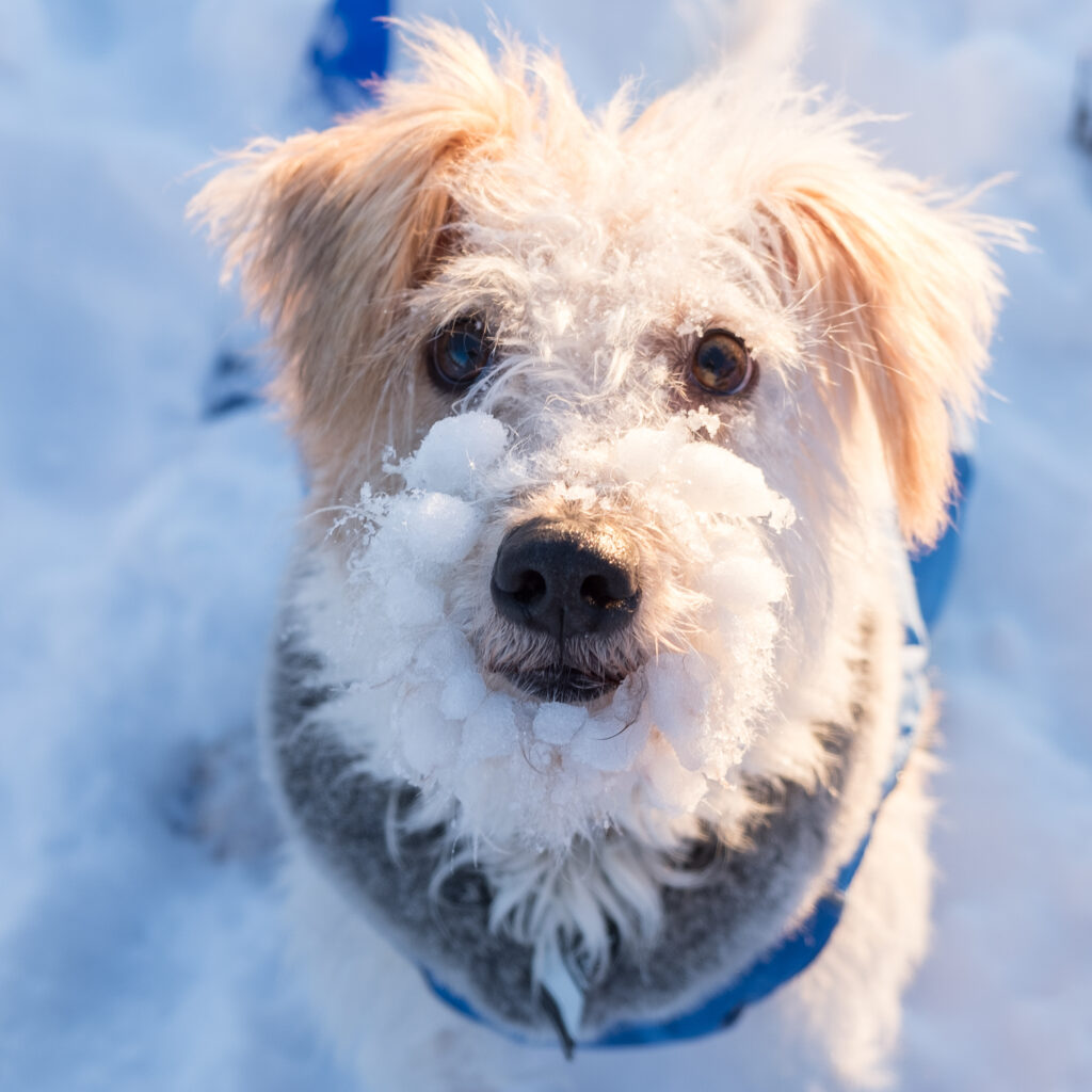 hund, Kromfohrländer