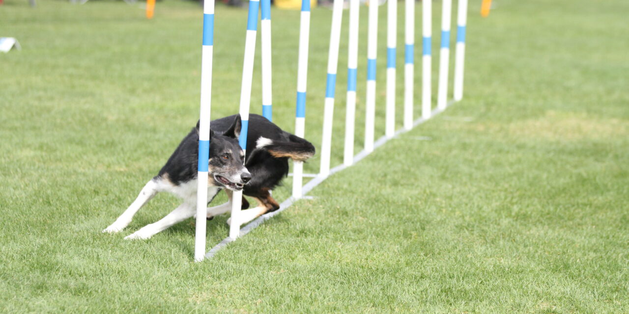 Påmelding Vintertrening for agility 2023/2024