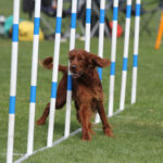 Klubbmesterskap agility 2023