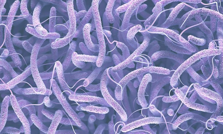 Vibrio Cholerae Bacteria Cholera
