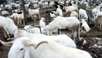 Rams