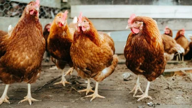 chickens 1296x728 header 1296x729 1
