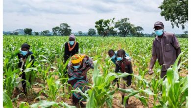 Inconsistent rainfall could affect food harvests