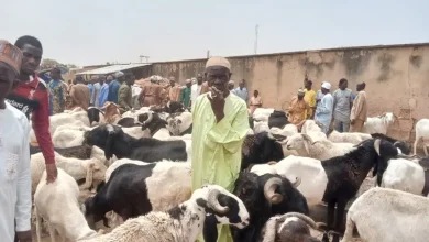 Ramadan cows