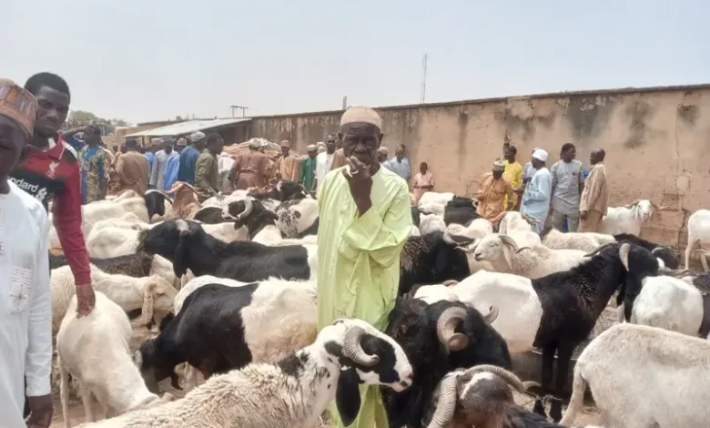 Ramadan cows