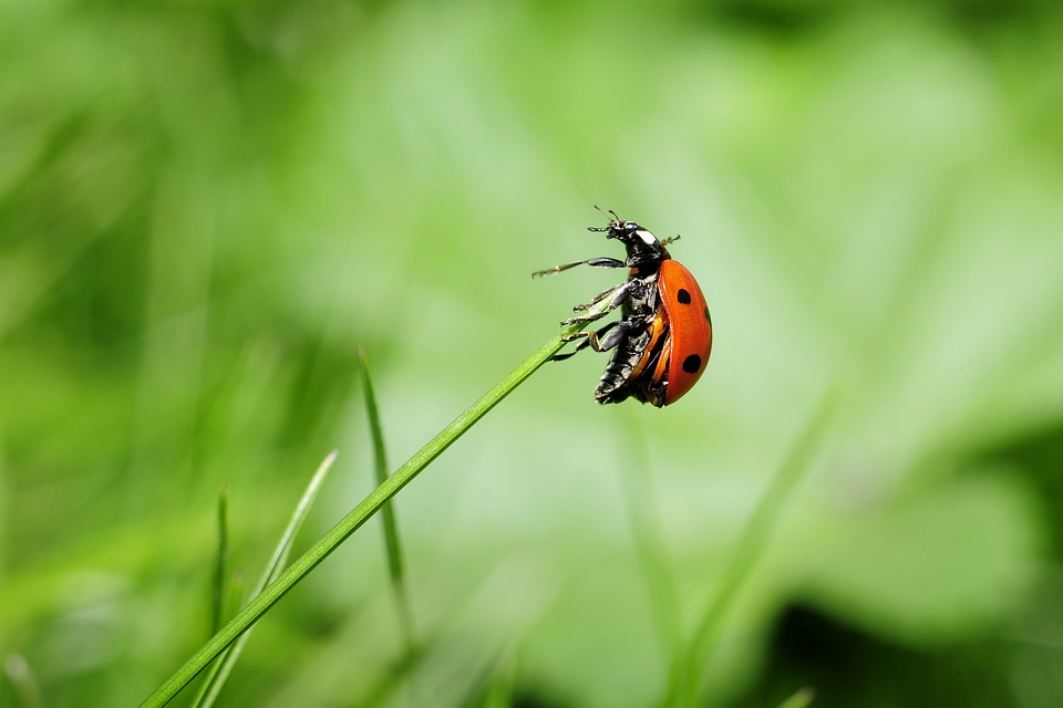 ladybug-796482_960_720