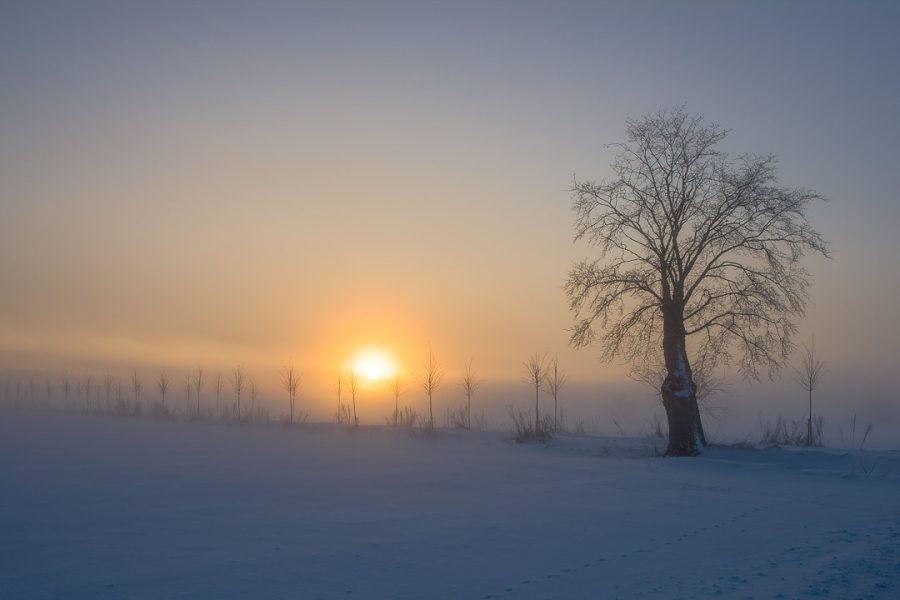 Line of Trees