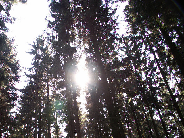 Sol gennem træerne