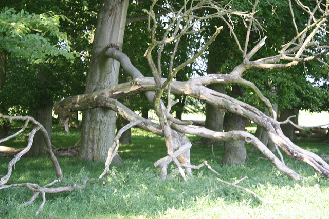 Knækket træ