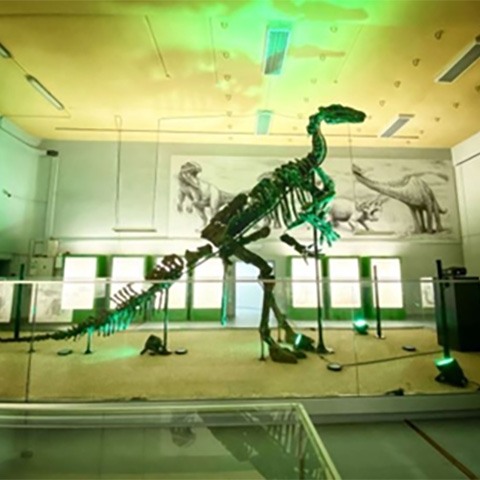 Musée de l'iguanodon