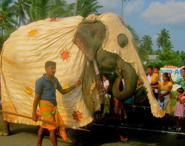 Elefant fangenskap Sri Lanka